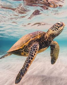 a green turtle swimming in the ocean