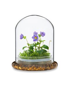 PRICES MAY VARY. Self growing flower: No water or feeding necessary! Our Persian Violet (Exacum Affine) has everything it needs to thrive inside the jar for a whole year. It’s a great decorative piece and a unique gift all in one. Aesthetic flower decor: Update your space and add a touch of modern greenery with your own Persian Violet terrarium. Show off their flowering buds as it blooms and grows, no matter the season. Unique surprise for the holidays: Get this outstanding plant live is an awes Violet Terrarium, Self Sustaining Terrarium, Flower Terrarium, Orchid Terrarium, Persian Violet, Miniature Orchids, Terrarium Decor, Glass Terrarium, Carnivorous Plants