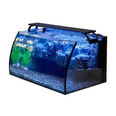 Hygger Aquarium 906 Horizon 8 Gallon LED Glass Fish Tank Kits Tail Types, Glass Fish Tanks, Aquarium Set, Small Fish Tanks, Betta Aquarium, Aquarium Led, Nano Aquarium, Led Aquarium, Glass Aquarium