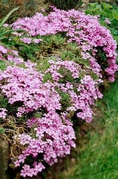 pink flowers growing on the side of a stone wall next to green grass and plants