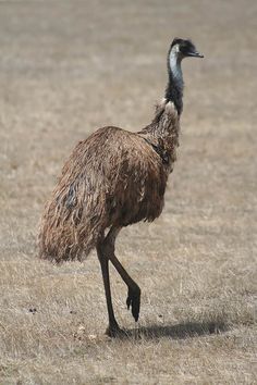 an ostrich is walking through the dry grass