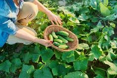 Organic cucumber farming focuses on growing cucumbers using natural methods, avoiding synthetic chemicals. Farmers rely on organic fertilizers, natural pest control, and sustainable practices to ensure a healthy crop while protecting the environment.



Organic cucumber farming promotes biodiversity and soil health. By using compost, green manures, and crop rotation, farmers maintain soil fertility and enhance cucumber plant growth wit...

#PremiumContent #PremiumContent #Opcional #PremiumConten