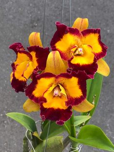 yellow and red flowers are in a vase