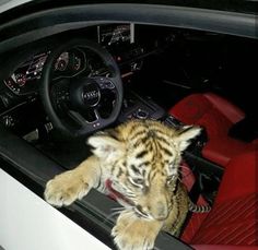 a small tiger cub sitting in the driver's seat of a car