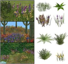 four different types of flowers and plants in various stages of blooming, from green to purple