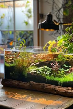 an aquarium filled with plants on top of a wooden table