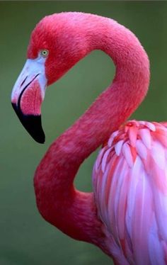 a pink flamingo standing in the water with it's head turned to the side