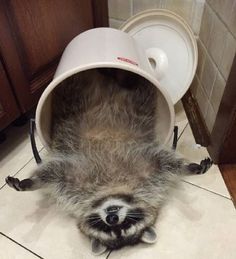 a raccoon that is laying down with its head in a bucket on it's back