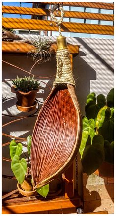 an air plant hanging from the side of a wall next to other plants and potted plants