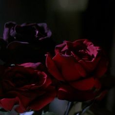 three red roses are in a vase on a table, one is dark and the other is pink