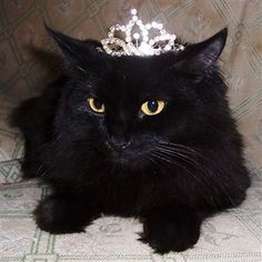 a black cat with a tiara on it's head sitting on a couch