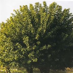 a large green tree sitting in the middle of a field