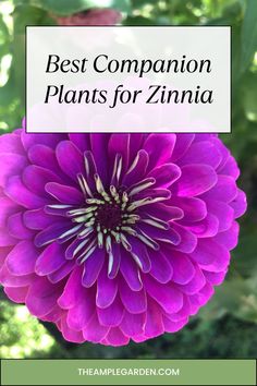 a purple flower with the words best companion plants for zinna