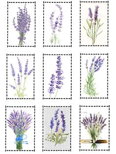 lavender flowers are arranged in squares on a white background