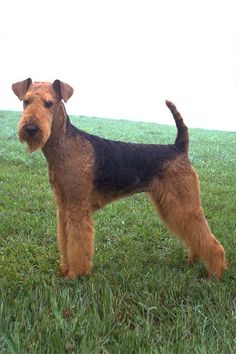 a brown and black dog standing on top of a lush green field