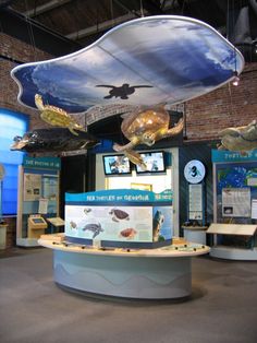 an exhibit area with several different types of sea animals