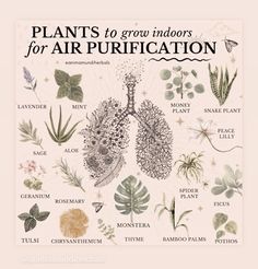 an illustrated poster with plants and flowers on it's sides, including the words plants to grow indoors for air purification