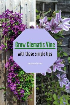 purple flowers growing on the side of a wooden fence with text overlay that reads grow clematis vine with these simple tips