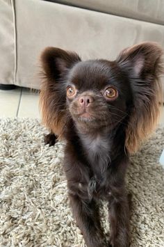 a small brown dog standing on top of a rug