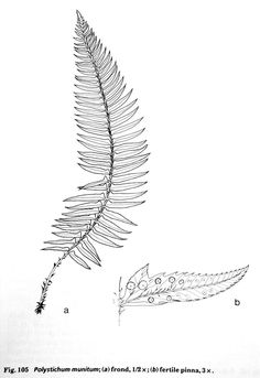 an image of a plant that is in the middle of it's life cycle