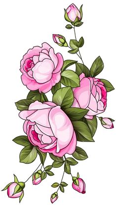 pink roses with green leaves on white background