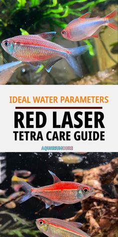 red laser tetra care guide for fish in an aquarium with text that reads ideal water parametricers