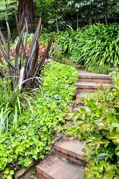 a garden with steps leading up to trees and plants in the foreground, surrounded by greenery