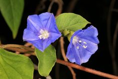 two blue flowers with green leaves on a branch in front of a black background, one flower has white stamen and the other is purple