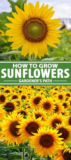 sunflowers with the title how to grow sunflowers gardener's path