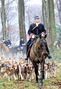 a man riding on the back of a brown horse next to a herd of dogs