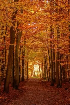 a path in the woods with lots of trees and leaves on both sides, surrounded by fall foliage