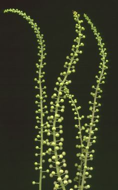 two green plants with small white flowers on them