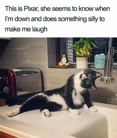 a black and white cat sitting on top of a sink