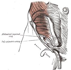 an image of the back of a human head with muscles labeled in red and black