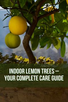 lemon trees with the words indoor lemon trees your complete care guide on top of them