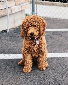 a small brown dog sitting on top of a parking lot