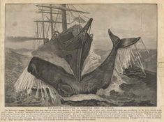 a whale is swimming in the ocean with a ship in the background, vintage engraved etching