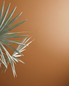 a palm tree with green leaves against a brown background