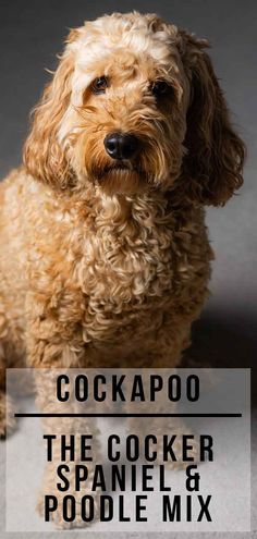 cockapo the cocker spaniel and poodle mix is featured in this article