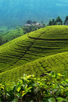 the tea bushes are growing on the hillside