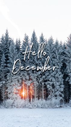 the words hello december are written in front of trees and snow covered ground with bright light coming from behind them