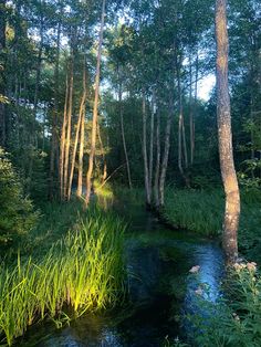 a stream running through a forest filled with lots of tall grass next to tall trees