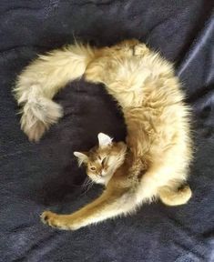 an orange cat laying on top of a black blanket