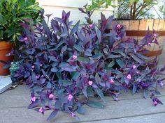 purple flowers are growing on the ground next to potted plants in front of a house