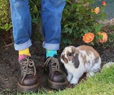 a small rabbit standing next to a person's legs wearing colorful socks and shoes