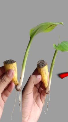 two hands holding plants with the stems sprouting out from them, and an arrow pointing