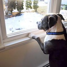 a black and white dog standing on its hind legs looking out the window