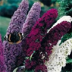 purple and white flowers with a butterfly on them