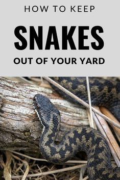 a snake on the ground with text overlay reading how to keep snakes out of your yard