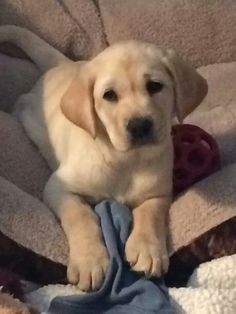 a yellow lab puppy laying on top of a blanket